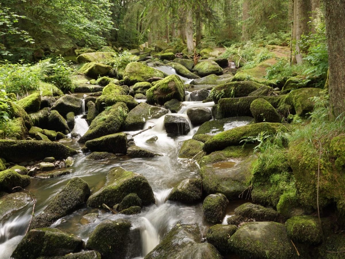 Nationalpark-FerienLand Bayerischer Wald | Nationalpark Und Naturpark